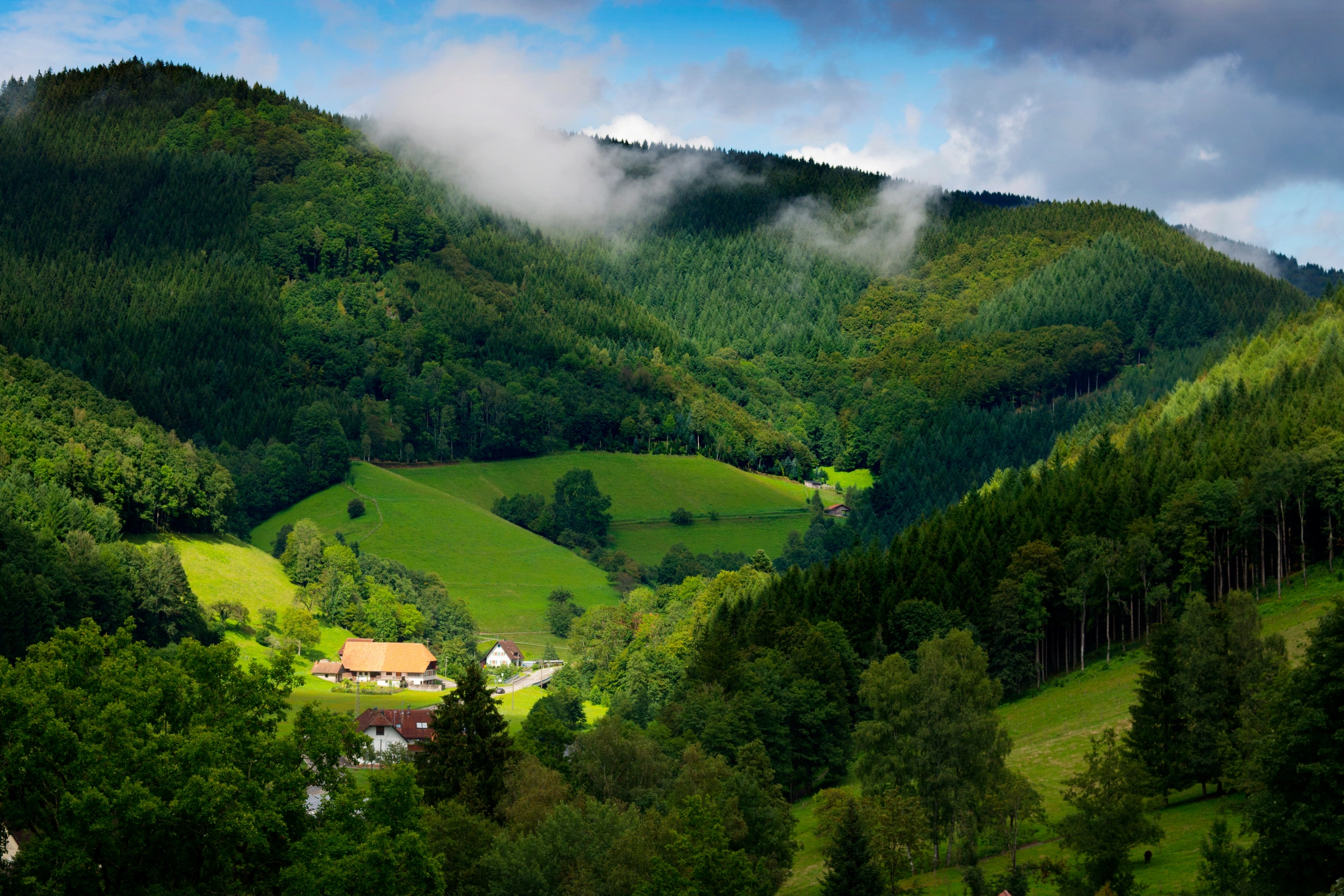 Black_Forest[1].webp